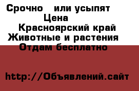 Срочно , или усыпят !!! › Цена ­ 10 - Красноярский край Животные и растения » Отдам бесплатно   
